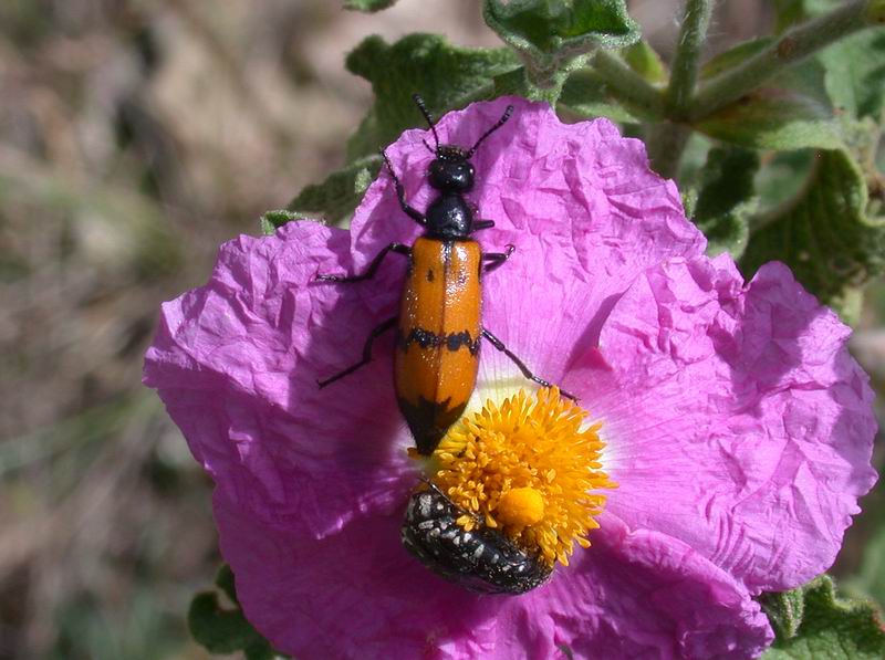 Mylabris sp.
